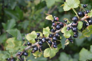 Suntory Beverage and Food invests £920,000 in blackcurrant breeding programme with Hutton Scientific Services