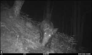 Scottish wild boar numbers to rise signifcantly over the next 50 years, new model predicts