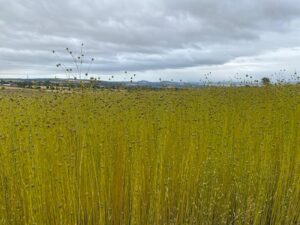Researchers from The James Hutton Institute assess the potential of flax as an industrial crop