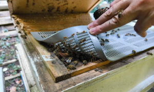 Honey bees can be used to monitor PFAS levels in the environment, new study shows