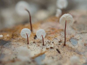 UK Fungus Day