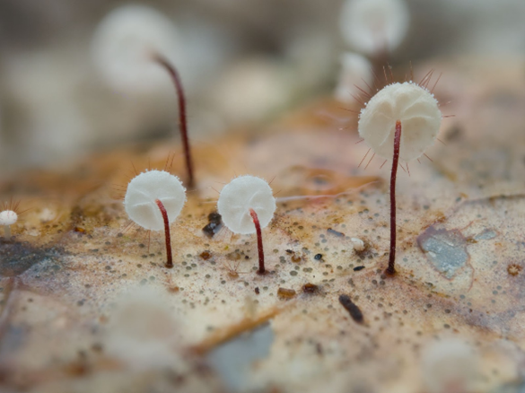UK Fungus Day