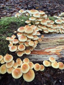 Celebrate UK Fungus Day at The James Hutton Institute