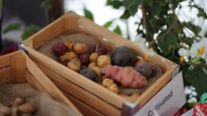 Scientists from James Hutton Institute to attend this years British Potato event