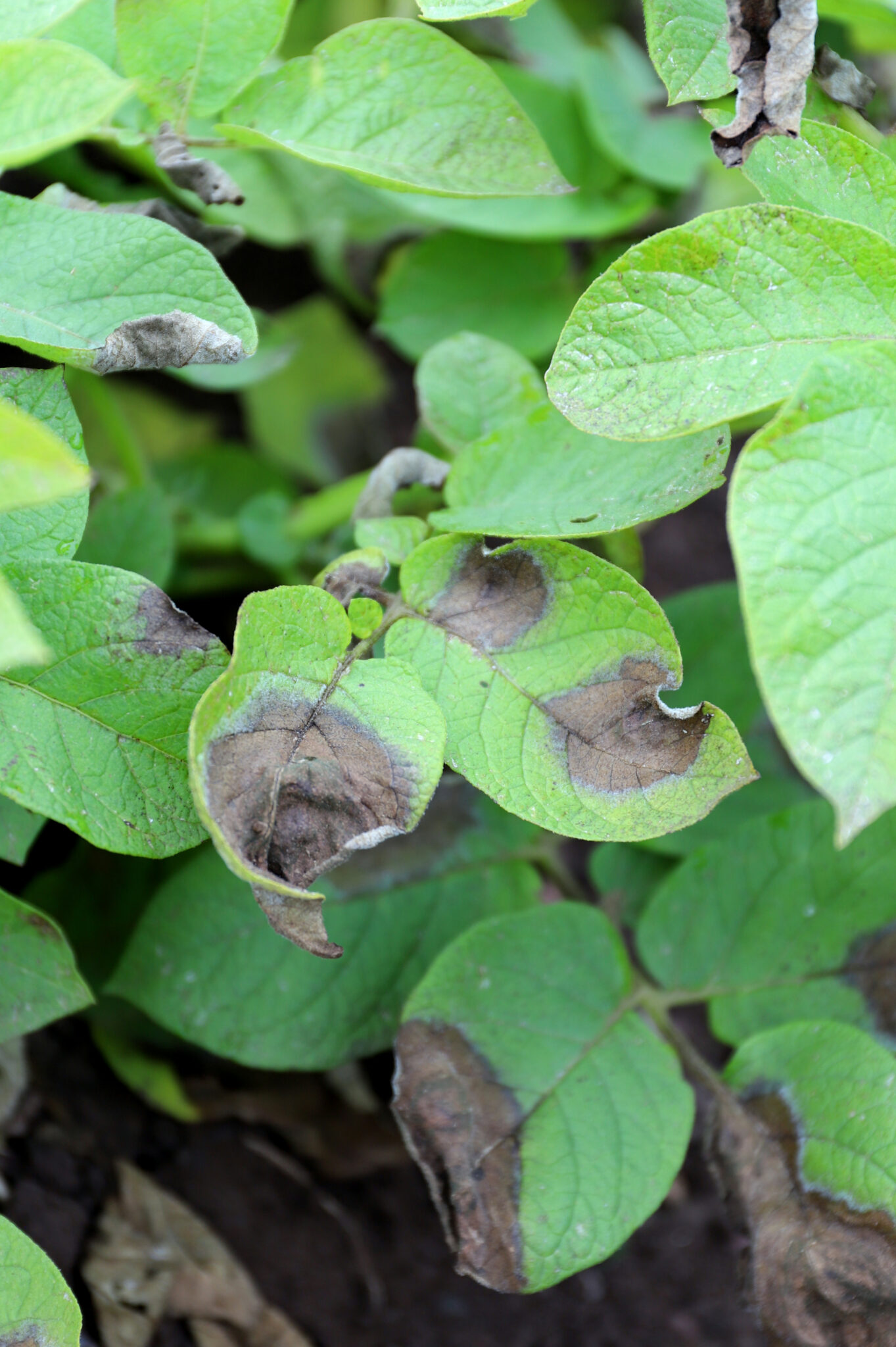 fight-against-blight-fab-2025