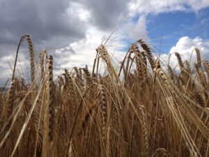 Scientists make important discovery in 50-year barley mystery