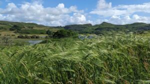 Call to join the Bere Barley Participatory Network