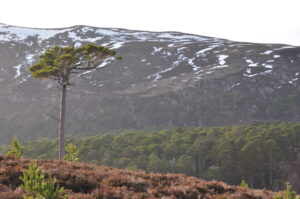 New study reveals 23 tree species needed to support more than 40% of biodiversity associated with Scots pine