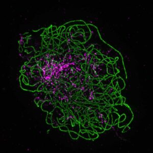 Unlocking the potential of barley breeding: how the HvST1 gene can increase genetic diversity