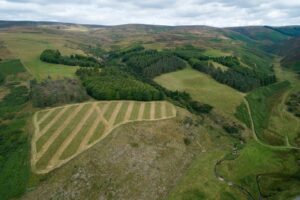 New study shows that extensive tree planting would be necessary to achieve net-zero carbon emissions in Scotland’s livestock sector by 2050