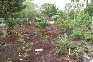 Hutton awarded £8,000 from Royal Society of Edinburgh for research into southeast Asian peatland restoration