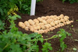 The changing world of potatoes – a webinar to mark International Day of Potato