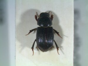 Hutton invertebrate survey at Findhorn Hinterland identifies 140 species, including dung beetle only found in the UK