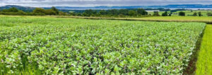 More beans, please: UK gathering to advance legumes for food and environmental security