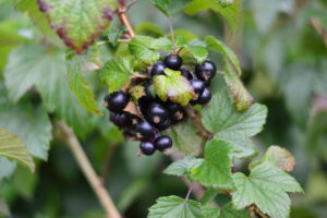 Healthy Plants, Healthy Planet: Celebrating International Day of Plant Health