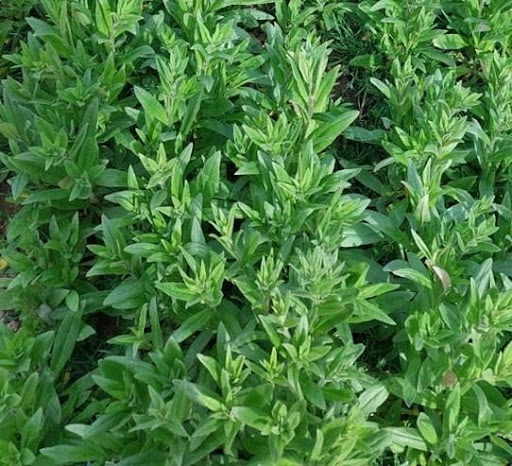 Camelina plants, Copyright: Susan Mitchell