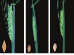 Research from The James Hutton Institute and The University of Dundee reveals how barley protects itself