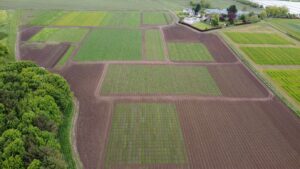 Cereal walk will showcase cutting-edge barley research from The James Hutton Institute