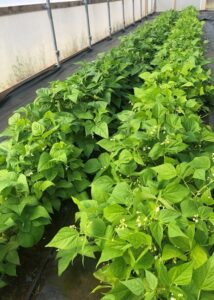 New crop network to help future-proof UK food systems