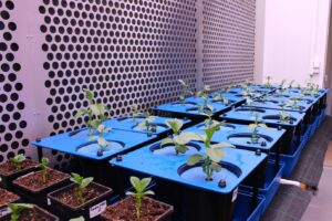The James Hutton Institute joins £35 million investment to boost crop resilience