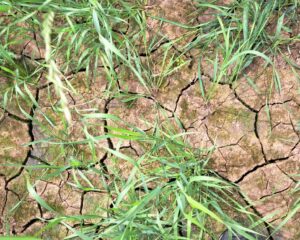 Farmers urged to prepare for water scarcity in coming years as climate change causes drier weather