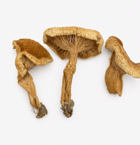The James Hutton Institute joins a major national project to digitise Scotland’s biodiversity collections