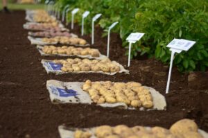 Global partnership launches AI project to accelerate development of climate-resilient potato and sweet potato varieties