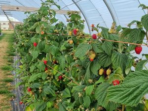 The James Hutton Institute joins precision pollination project to help transform UK fruit production