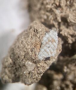 Hutton review details impact of microplastics on soils, crops and livestock health