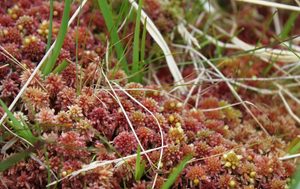 Hutton to lead £2.7 million project to safeguard peat moss against changing climate