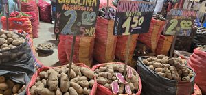 From the Andes to Scotland: Exploring potato diversity for a climate-resilient future