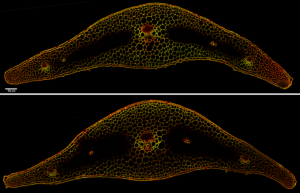 New microscopy investment will help unlock solutions to costly crop diseases