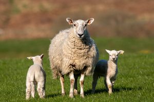 Researchers to hold bluetongue virus workshops for livestock keepers as Restricted Zone extended across all of Scotland