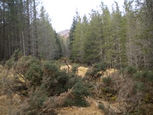 Hutton researchers contribute to IUFRO study on forestry and biodiversity