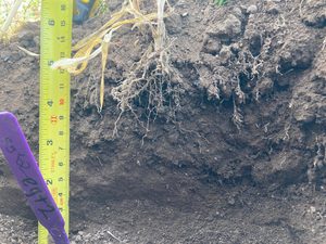 Hutton scientists to present new insights into crop breeding to the European Parliament