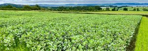 Growing beans before barley could cut farming’s environmental footprint