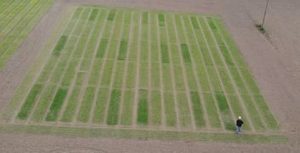 Microalgae show promise as sustainable fertiliser for malting barley