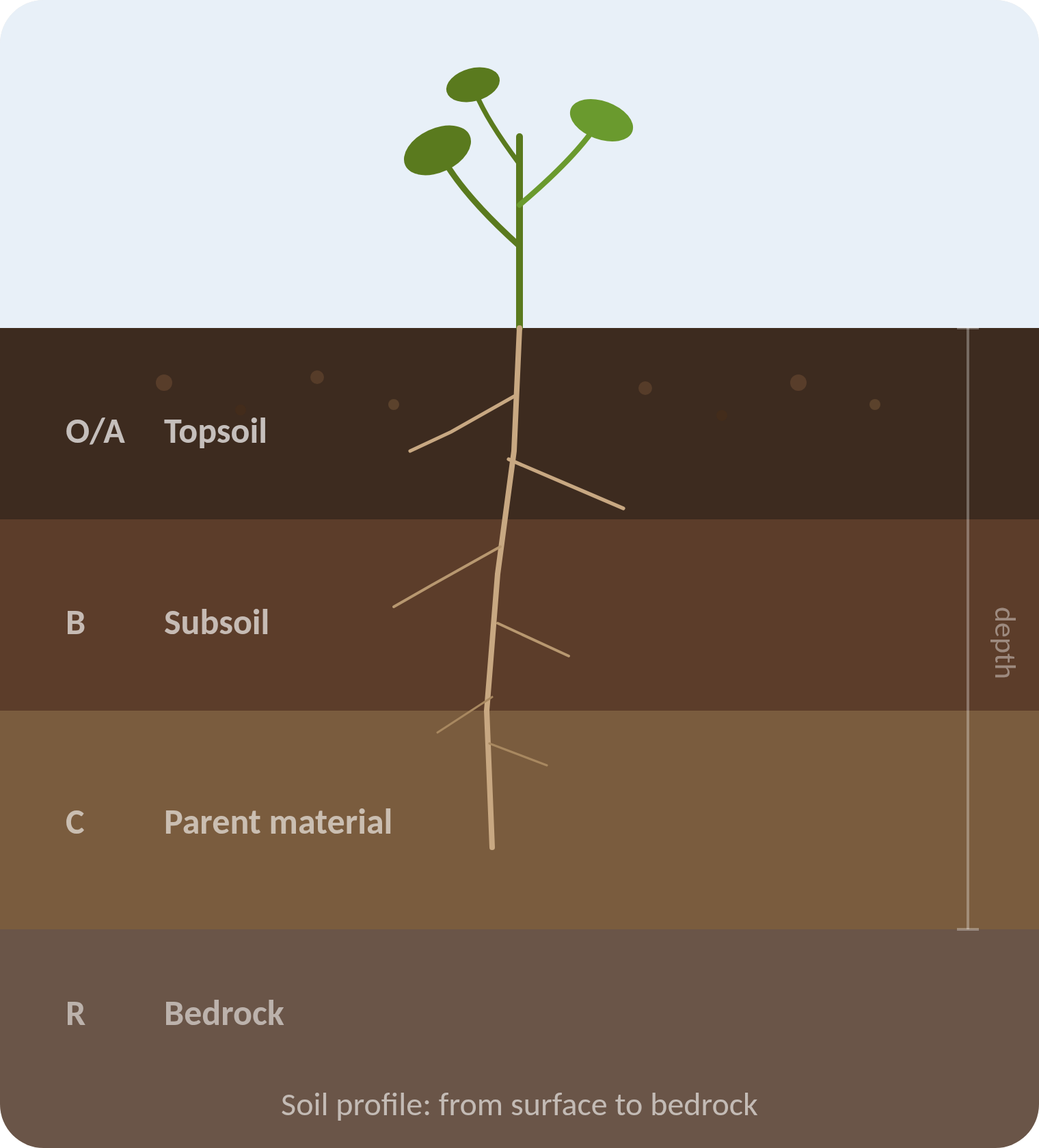 Illustration of a young plant with roots reaching down through four soil layers: topsoil, subsoil, parent material and bedrock.